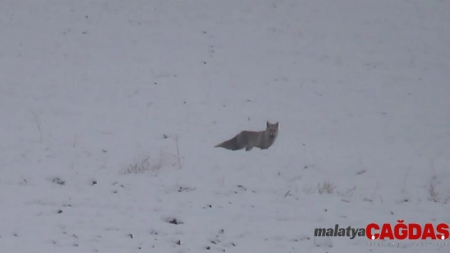 Aç kalan tilkiler şehir merkezine kadar indi