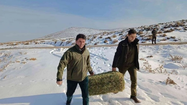 Aç kalan yaban hayvanları için yem bırakıldı
