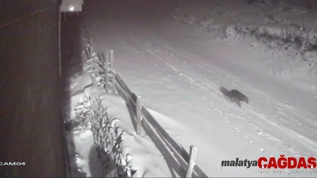 Aç kalan yaban hayvanları yayla evlerine dadandı