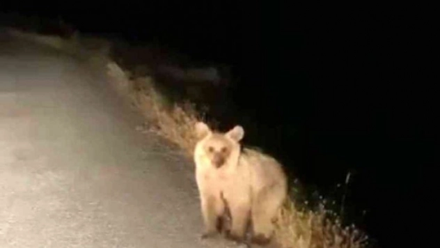 Aç kalan yavru ayı köye indi
