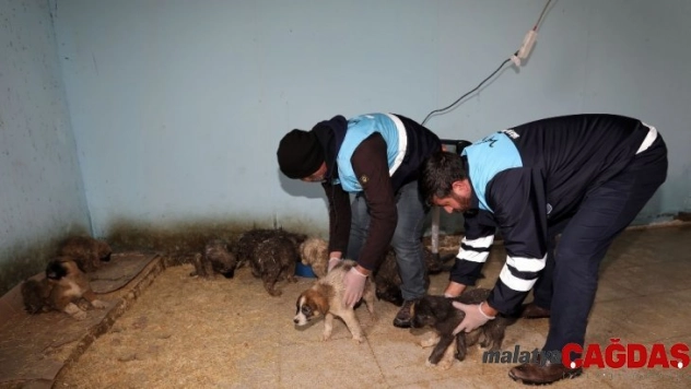 Aç kalan yavru köpekler için seferberlik
