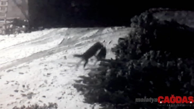 Aç kurtlar köye inip köpeğe saldırdılar