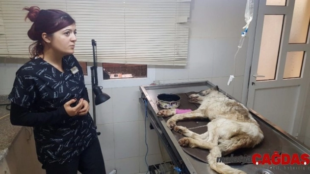 Açlıktan bitkin düşen sokak köpeğine belediye sahip çıktı