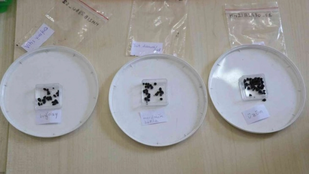 Adana'da 3 bin yıl öncesine ait üzüm, mercimek, bakla, bezelye, buğday ve arpa tohumları bulundu