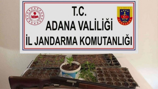 Adana'da kenevir eken 3 kişi yakalandı