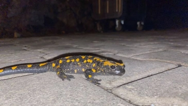 Adana'da nesli tükenmekte olan 'semender' bulundu