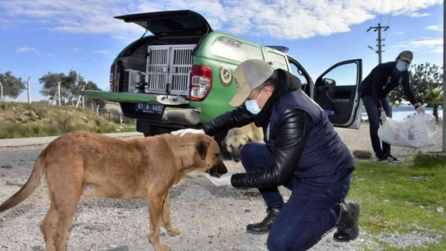 Adana'da polis sokak hayvanlarına mama dağıttı