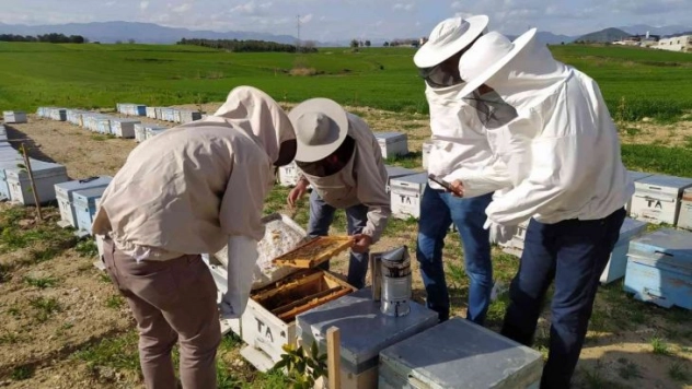 Adana'daki arı ölümleri araştırılıyor