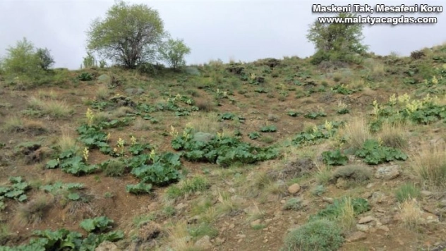 Adeta kanser savaşçısı doğada kendiliğinden yetişiyor faydası saymakla bitmiyor