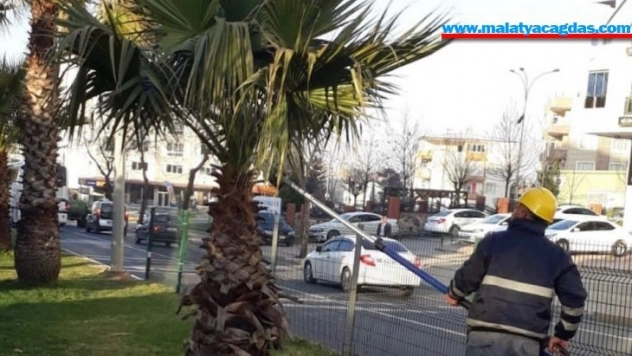 Adıyaman'da  ağaçlara bahar bakımı