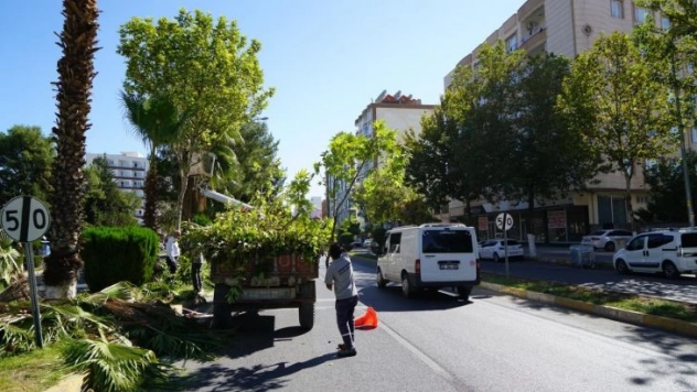 Adıyaman'da Ağaçlar Budanıyor