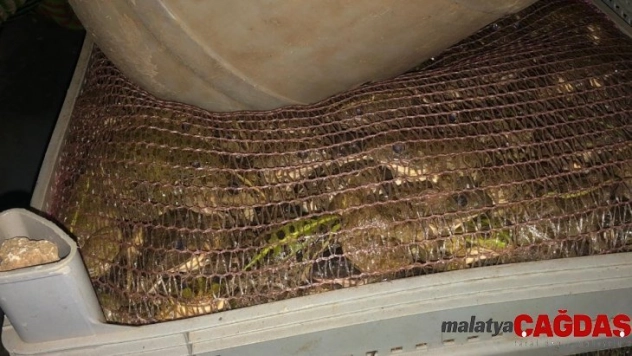 Adıyaman'da araç içerisinde torba torba canlı kurbağa ele geçirildi