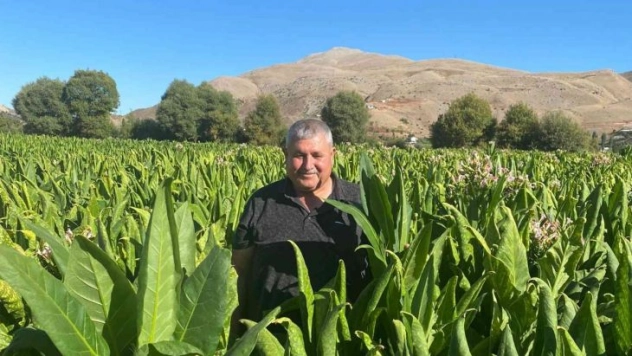 Adıyaman'da Ege menşeli tütün alımı sancılı başladı