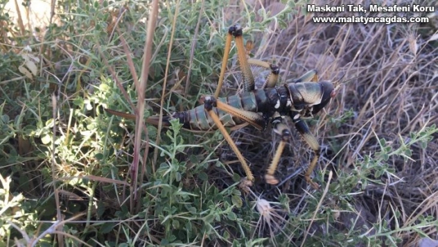 Adıyaman'da etçil çekirge görüldü