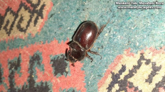 Adıyaman'da gergedan böceği görüldü