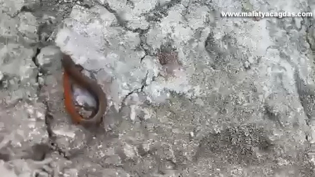 Adıyaman'da kırmızı kuyruklu kertenkele görüldü