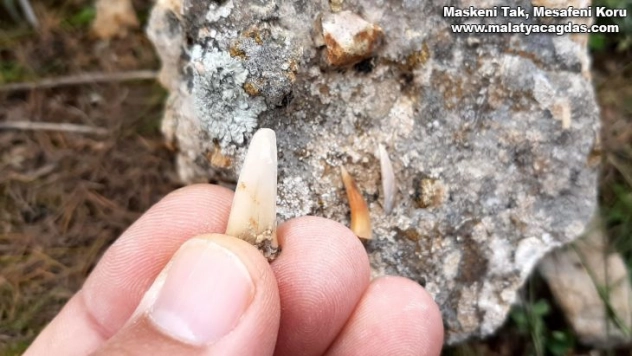 Adıyaman'da milyonlarca yıl öncesine ait balık dişleri bulundu