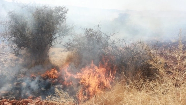 Adıyaman'da, orman yangını korkuttu
