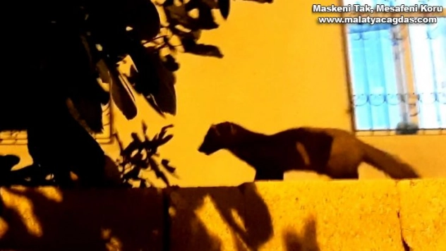 Adıyaman'da sansar korkusu