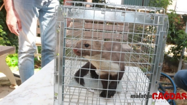 Adıyaman'da sansar sanılan gelincik ortalığı karıştırdı