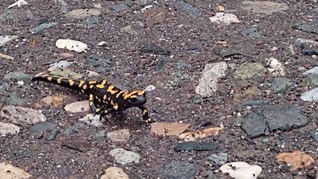 Adıyaman'da sarı benekli semender görüldü