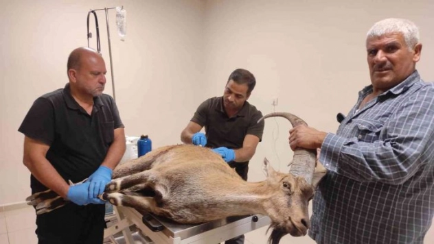 Adıyaman'da vurulan yaban keçisi Şanlıurfa'da tedavi altına alındı