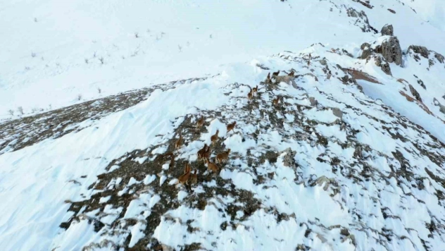 Adıyaman'da yaban keçileri havadan görüntülendi