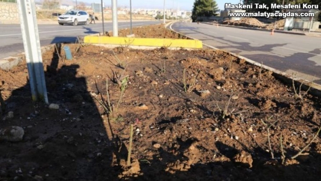 Adıyaman refüjlerinde güller açacak