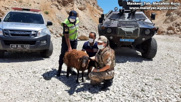 AFAD ve jandarma ekipleri, dağda mahsur kalan koyun için seferber oldu