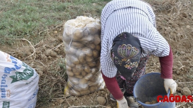 Afyonkarahisar patates üretiminde 3. il