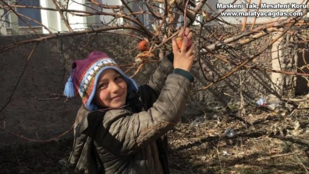 Ağaç dallarına meyve astılar