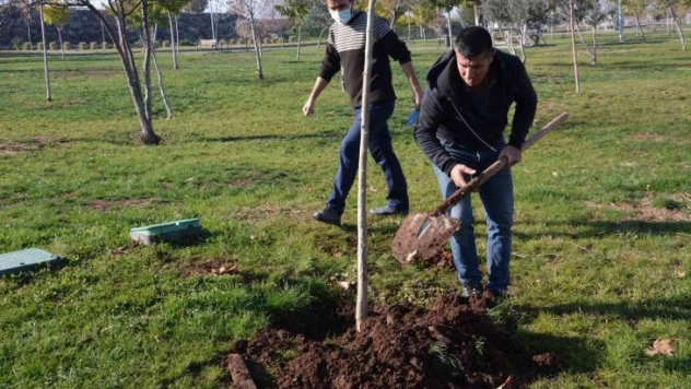 Ağaç kesen şahsa ağaç dikme cezası