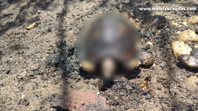 Ağaçlık alanda çıkan yangında hayvanlar telef oldu