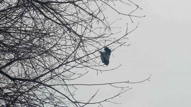 Ağaçta donan kuş asılı kaldı