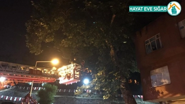 Ağaçta mahsur kalan kediyi itfaiye kurtardı