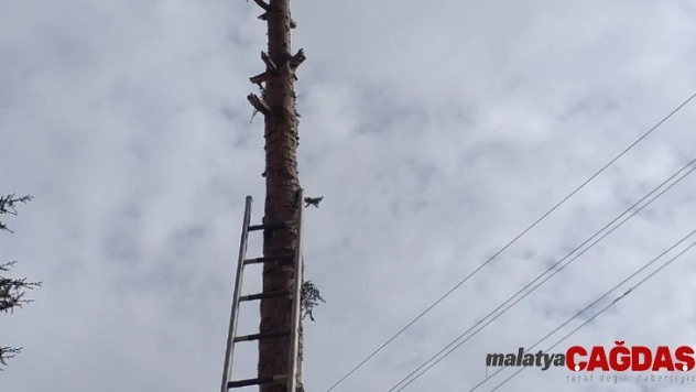 Ağaçta mahsur kalan sakat kediyi itfaiye ekipleri kurtardı