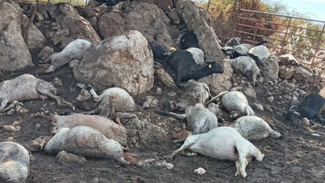 Ağıla yıldırım düştü, 38 küçükbaş hayvan telef oldu