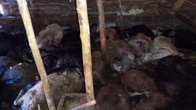 Ağıla yıldırım düştü: 45 küçükbaş hayvan telef oldu