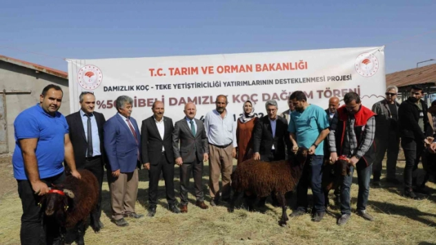 Ağrı'da 179 damızlık koç sahibine teslim edildi
