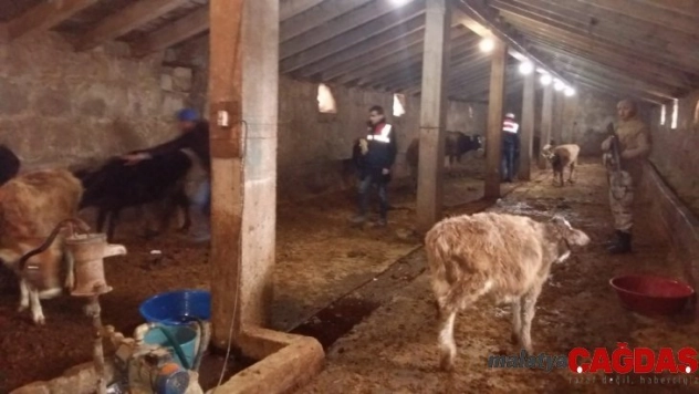 Ağrı'da çalınan hayvanlar bulundu