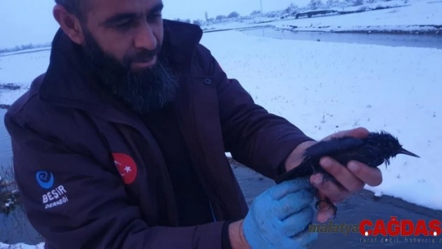 Ağrı'da donmak üzere olan kuşları yardım ekibi kurtardı