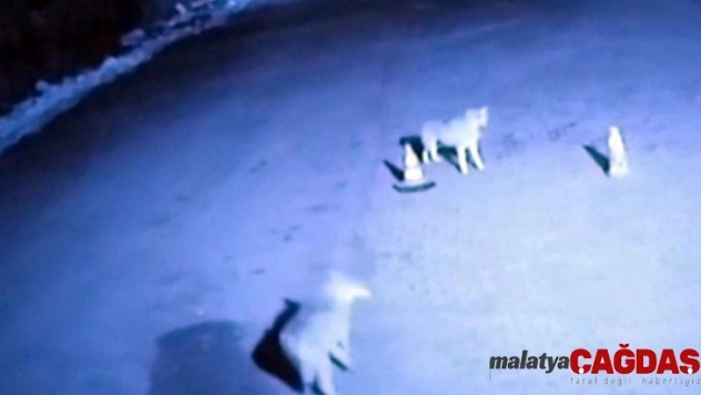 Ağrı'da kurtlar şehre indi