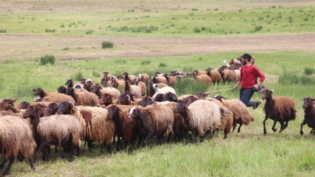 Ağrı'daki 371 yaylaya yerleşen göçer aileler yazı çadırlarda geçiriyor