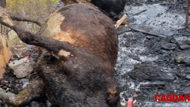 Ahır yangınında 6 hayvan telef oldu