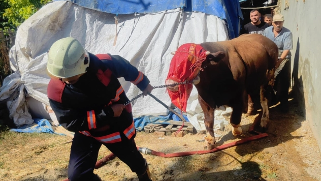 Ahır Yangınında 8 Büyükbaş Hayvan Kurtarıldı