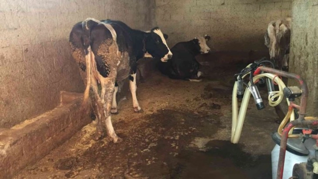 Ahıra süt sağmaya giden kız akıma kapılarak öldü