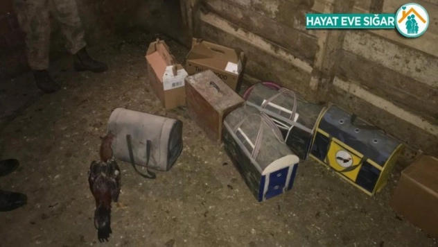 Ahırda horoz dövüştüren şahıslara suçüstü