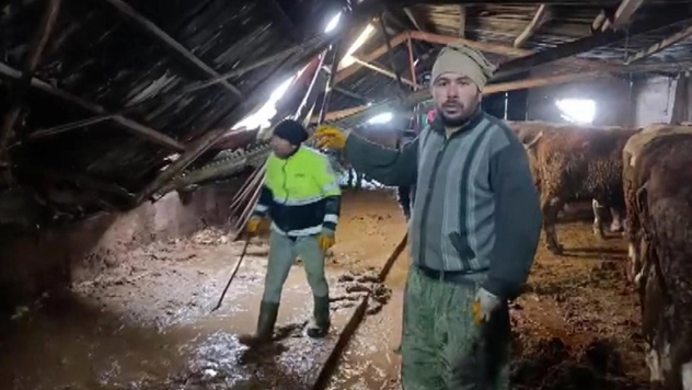 Ahırın çatısı yağan karın ağırlığını taşıyamadı