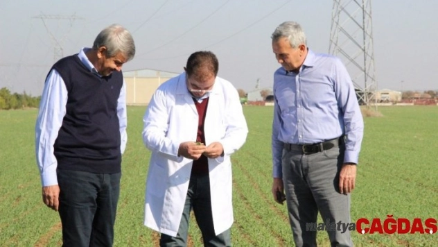 Ahmet Buğdayı Anadolu topraklarında yeniden hayat bulacak