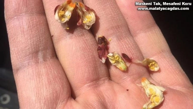 Akçadağ'da kayısıdaki zirai don hasara yol açtı